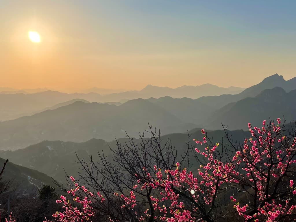 Pink blossom against layered mountain ridges at sunrise