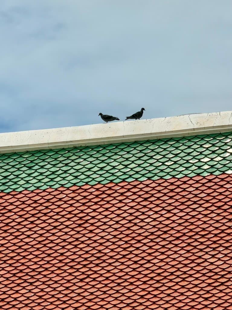 Two pigeons on a green and terracotta tiled roof