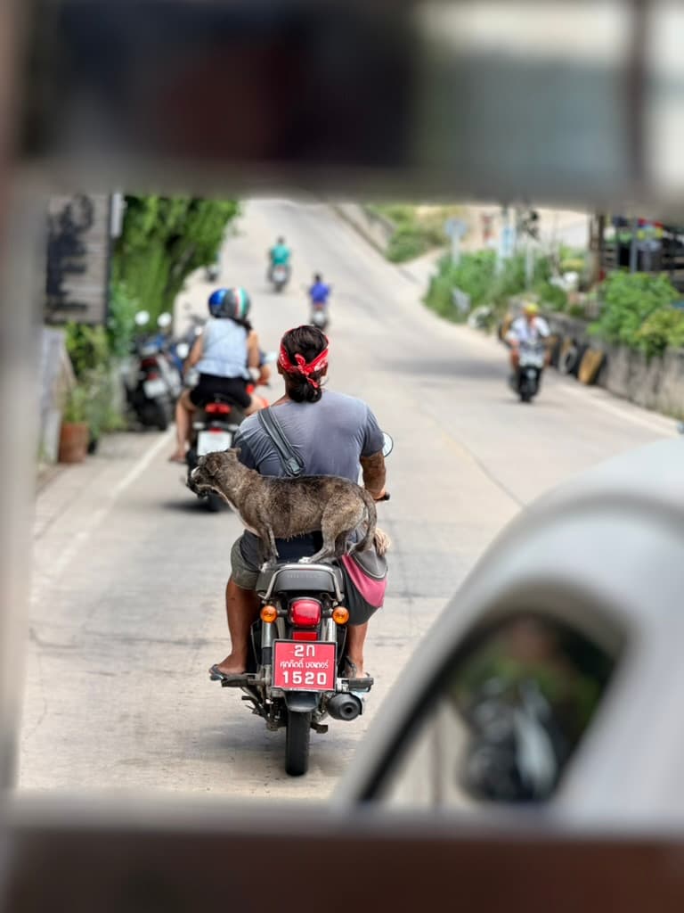 Dog riding on a motorbike down a street